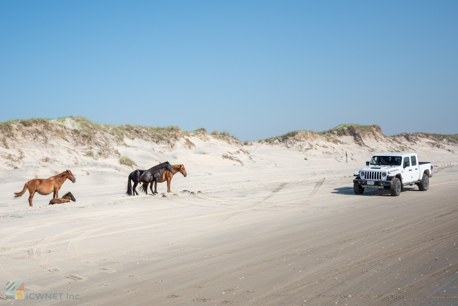 A Jeep near some wild horses on the beach of Carova