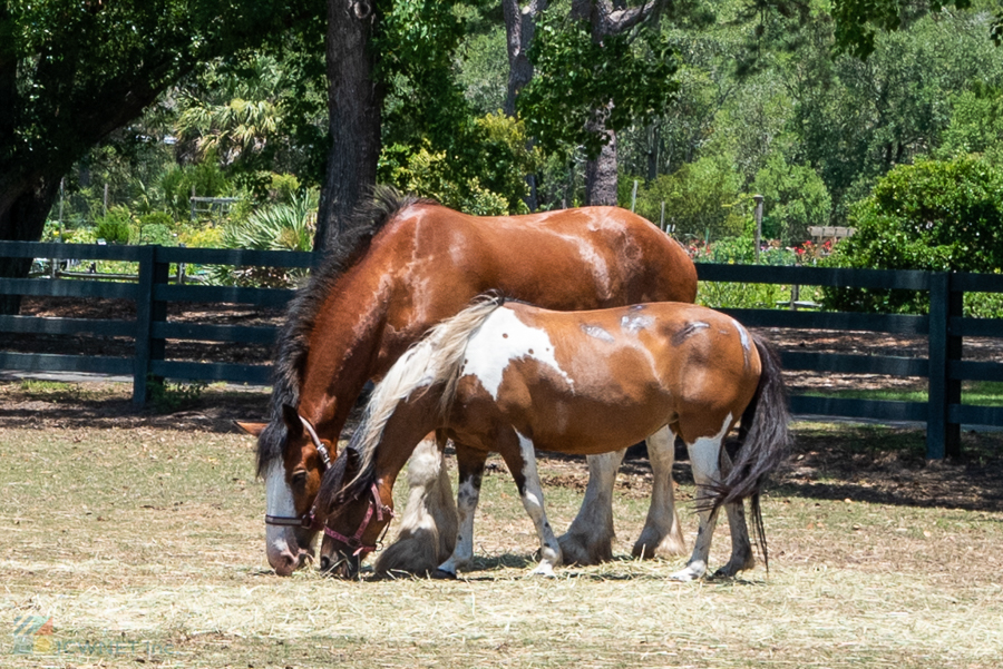 Lawton Stables