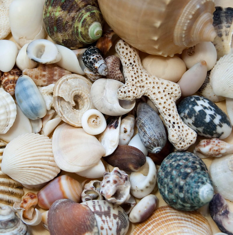Seashells by MillhillBoating North to Ponce Inlet and Disappearing Island
