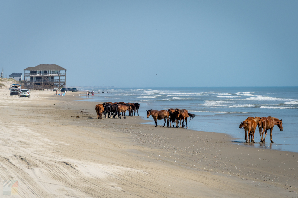 Carova wild horses