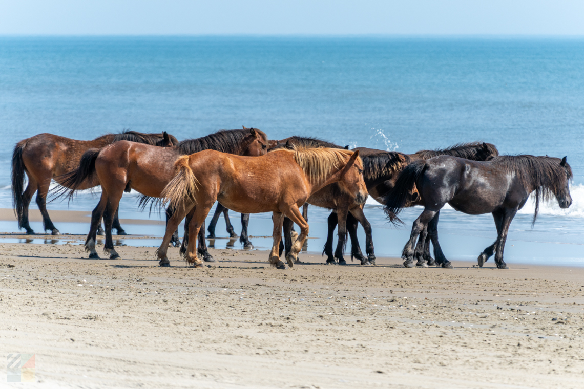 Carova wild horses
