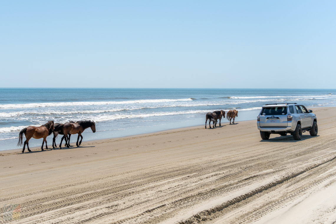 Wild horses in Carova next to 4x4 traffic