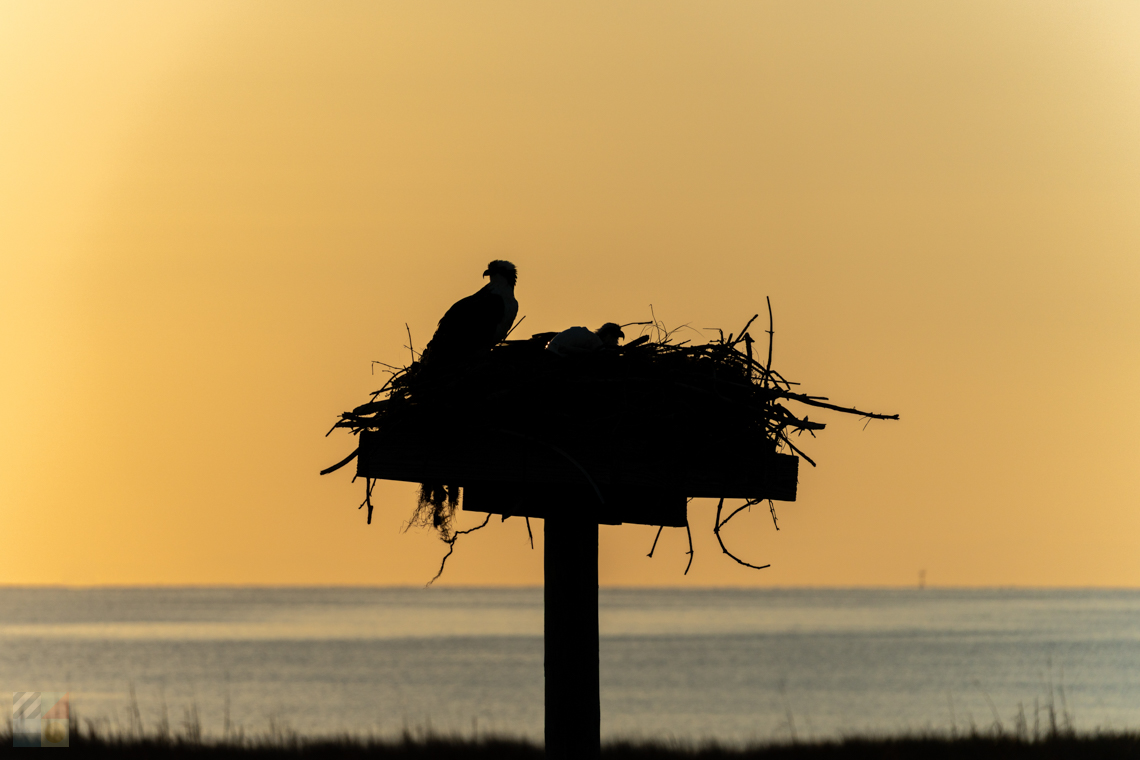 Ospreys at Soundside events center Nags Head