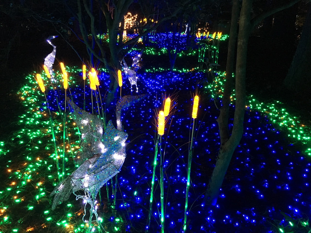 Elizabethan Gardens Winter Lights