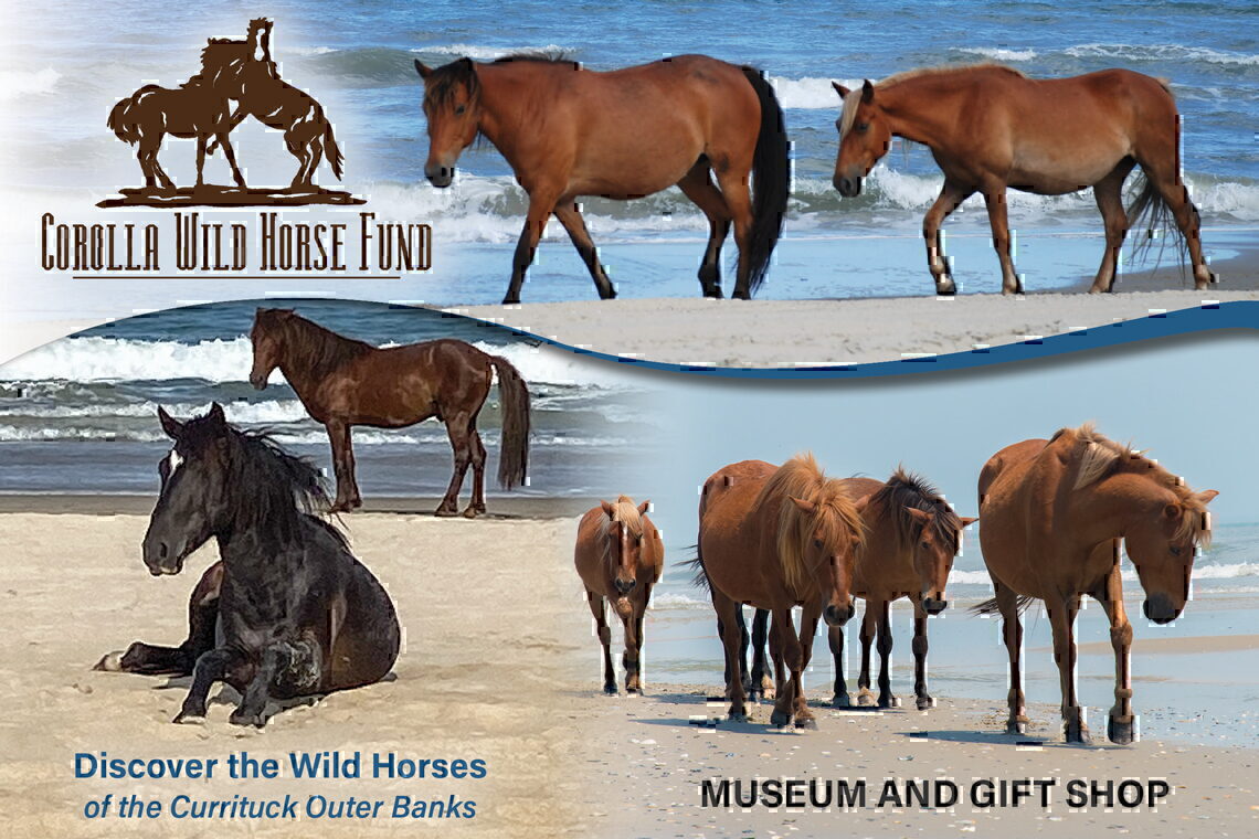 Corolla Wild Horse Fund - OuterBanks.com