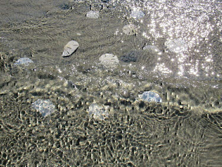 Morehead City Ferry Service - sand dollars