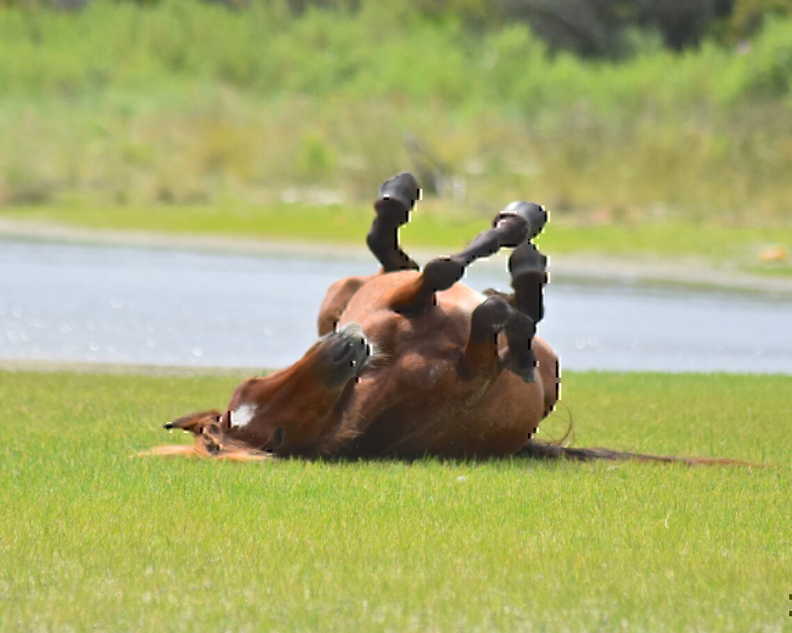 Morehead City Ferry Service - view of Shackleford Banks horse