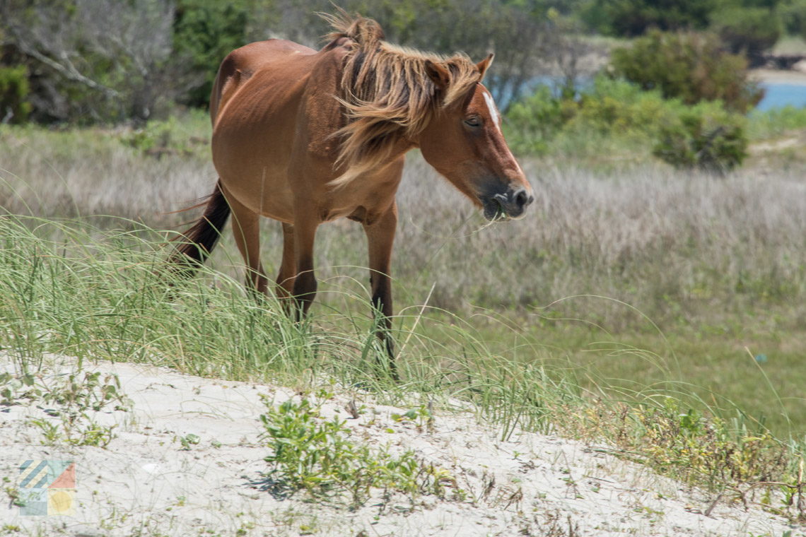 Shackleford Banks - OuterBanks.com