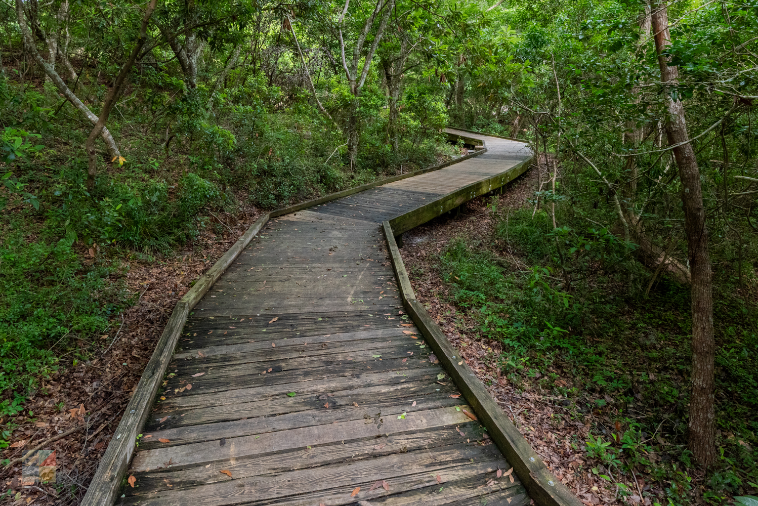 Emerald Isle Woods