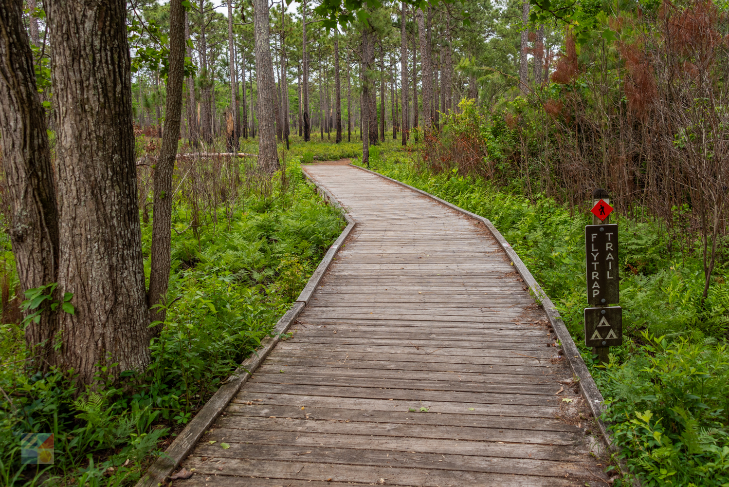 Carolina Beach State Park