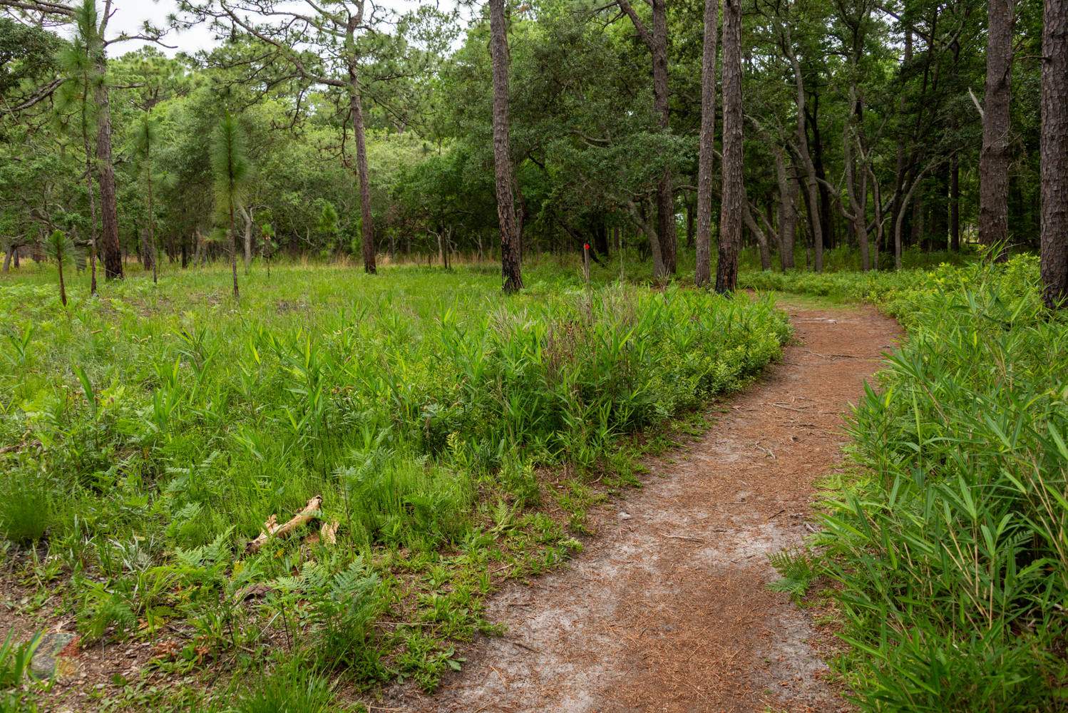 Carolina Beach State Park