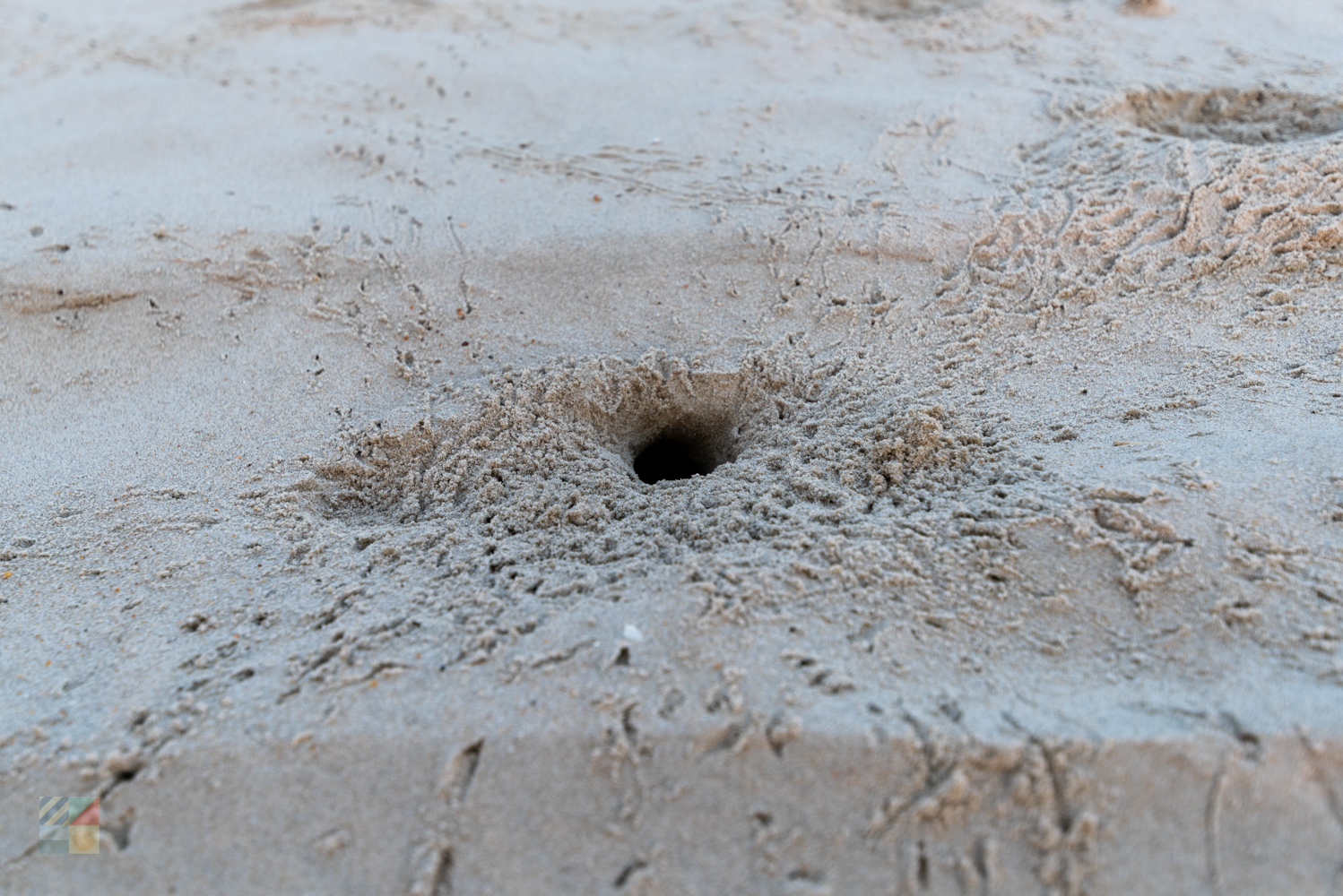 Ghost Crabs holes on the beach