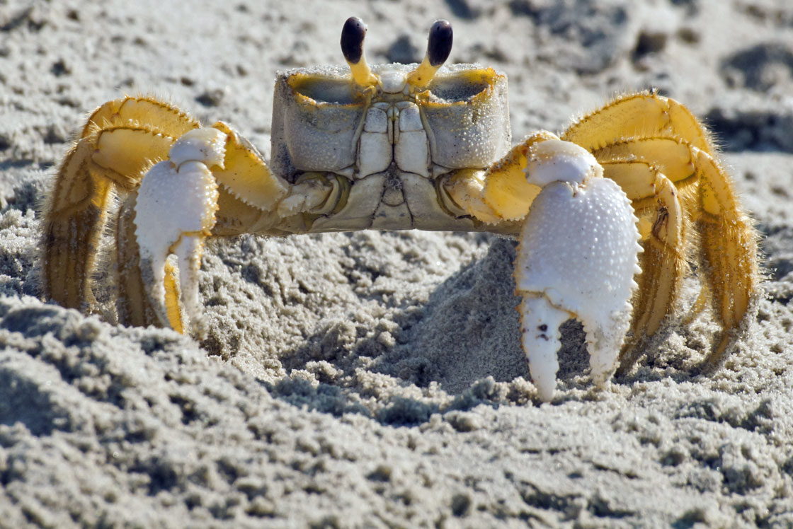 giant sand crabs
