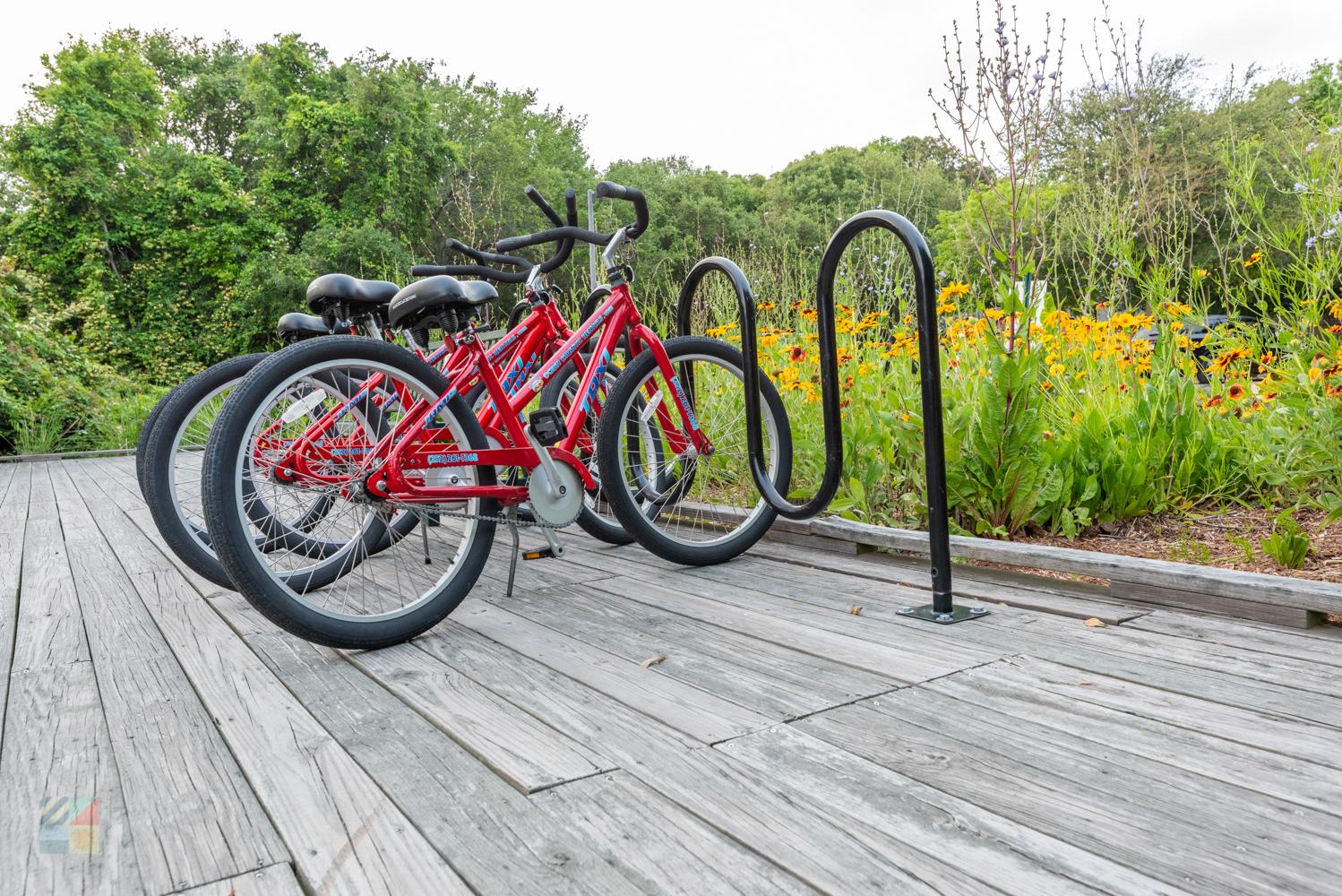 Duck Town Park Bikes