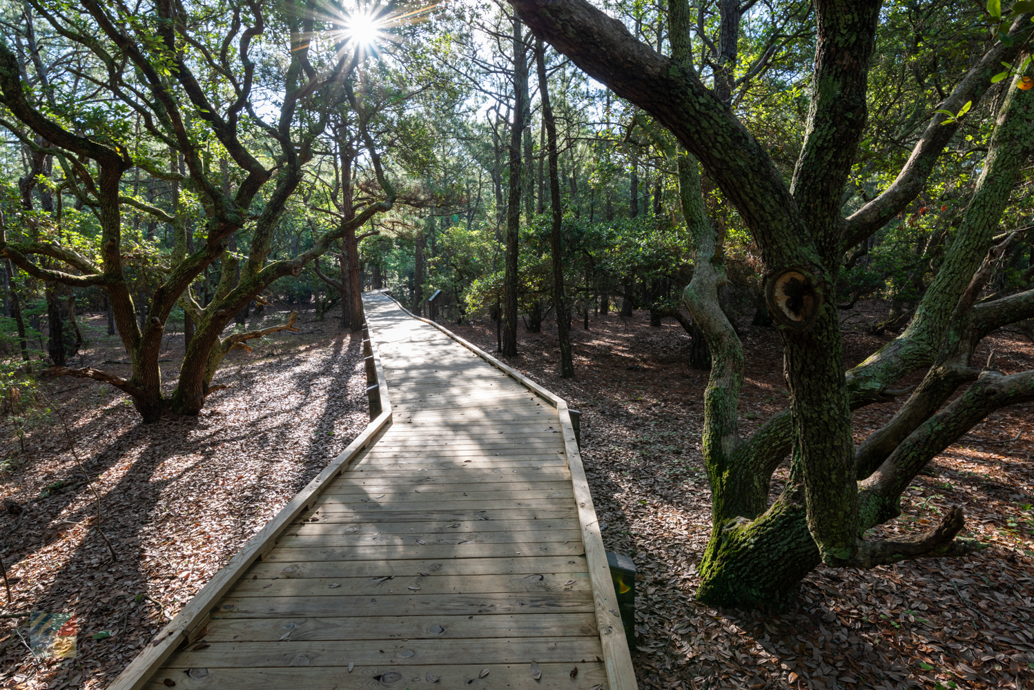 An elevated walking path in Currituck Banks  Estuarine Reserve