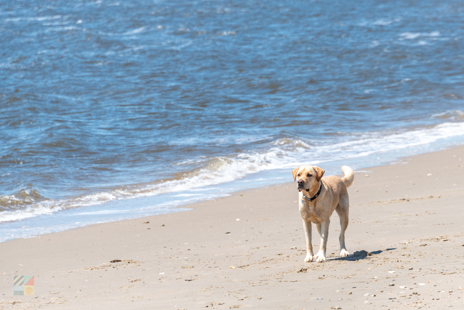 A puppy on the beach
