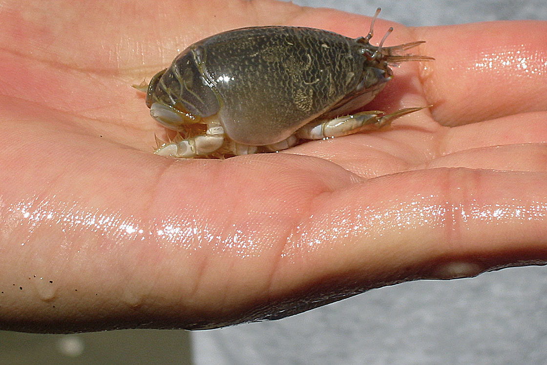 Finding & Using Sand Crabs for Bait - The Best Bait for Surf Fishing