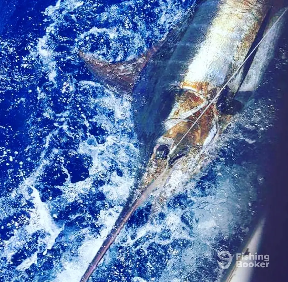 charter image 3