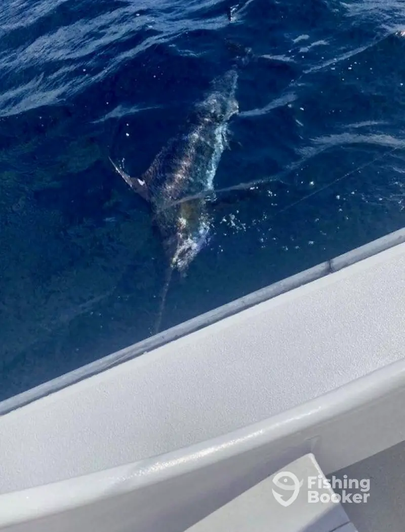 charter image 3