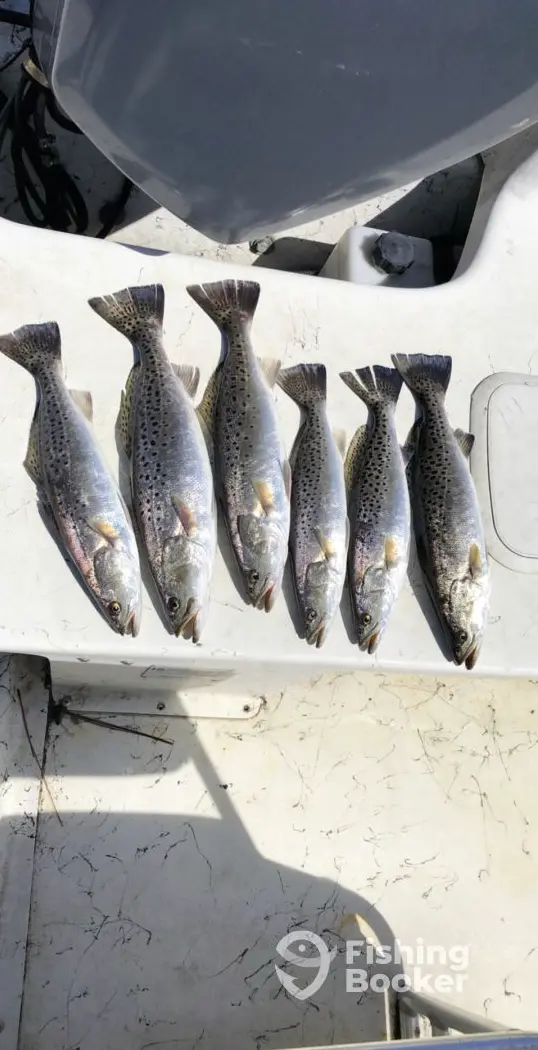 charter image 6