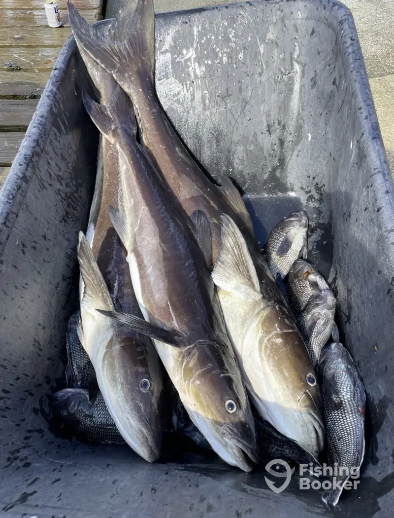 charter image 4