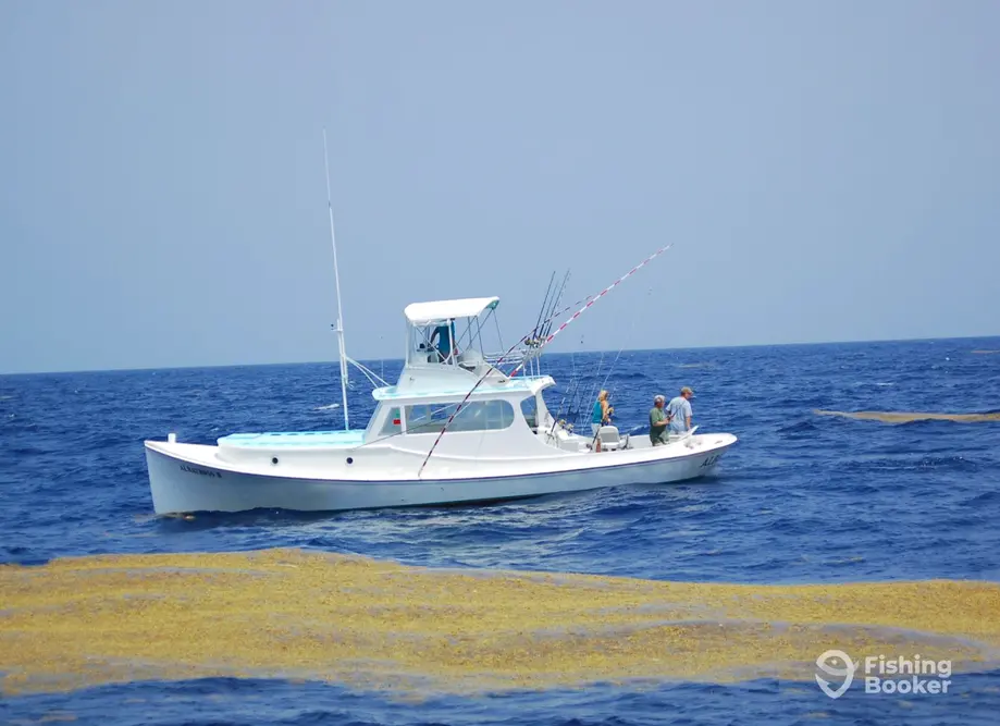 Albatross Fleet – Albatross II
