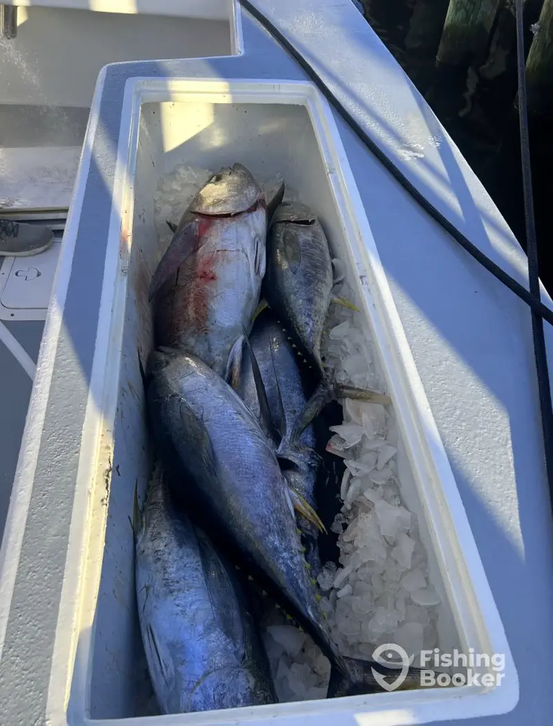 charter image 4