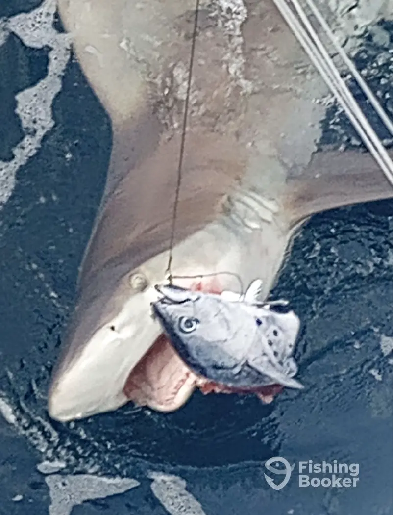 charter image 3