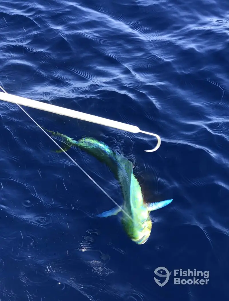 Cuervos Sportfishing