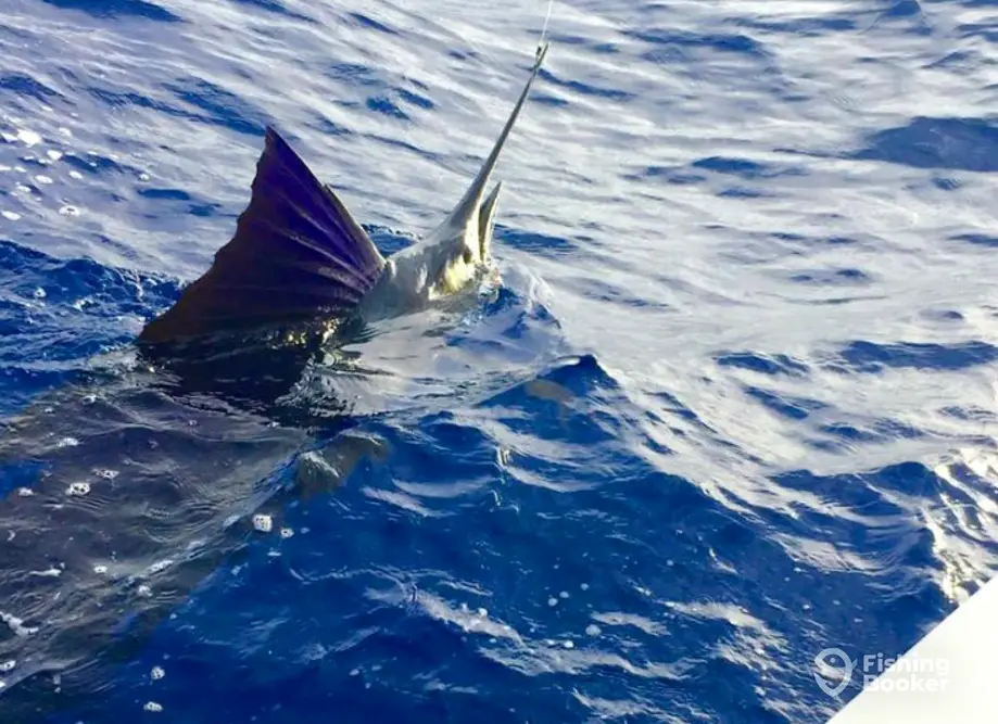charter image 3